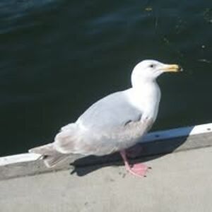 shivsharma666 avatar