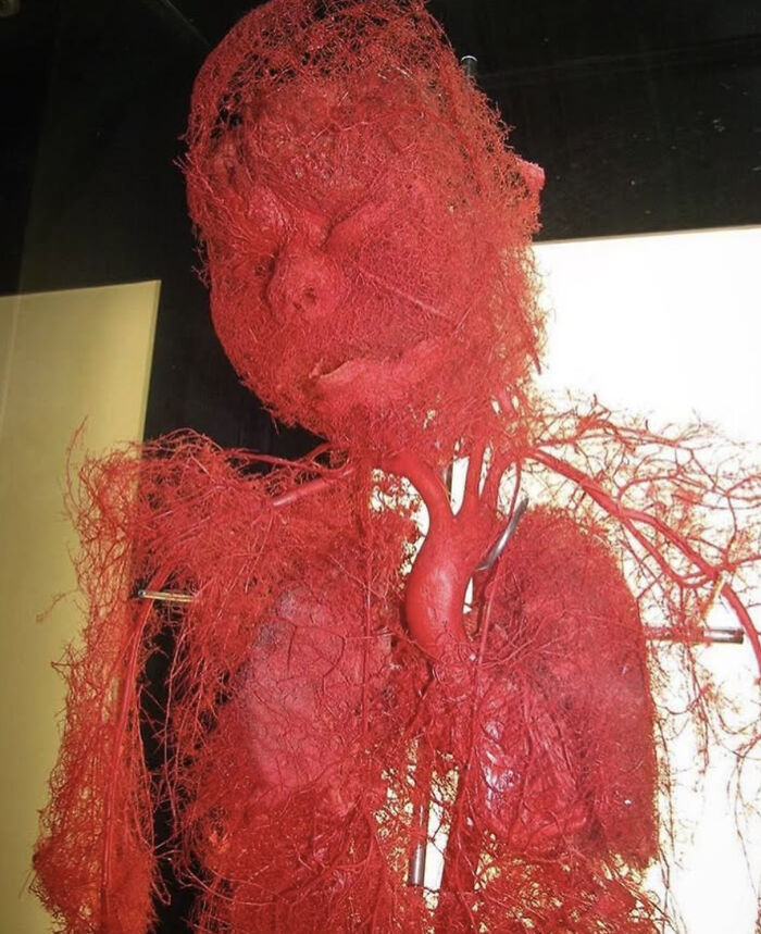 Detailed red human vascular system model showing arteries and veins in a medical case display, highlighting anatomy structures.