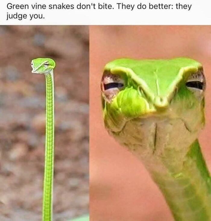 Close-up of a green vine snake with a judging expression, featured in funniest memes to make your day better.
