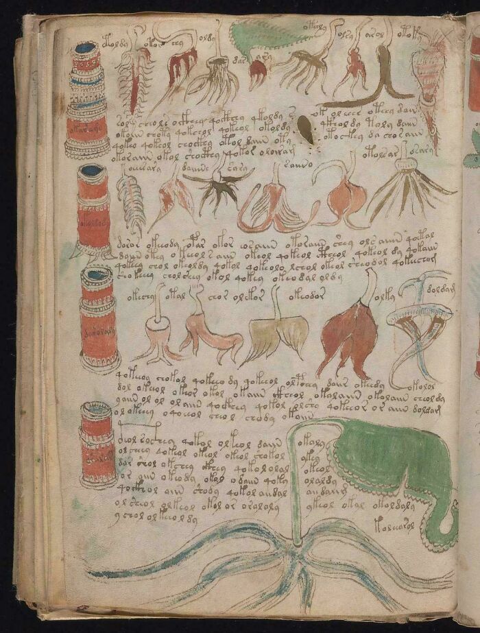 Ancient mysterious manuscript page with unknown script and strange plant-like illustrations baffling people for centuries.