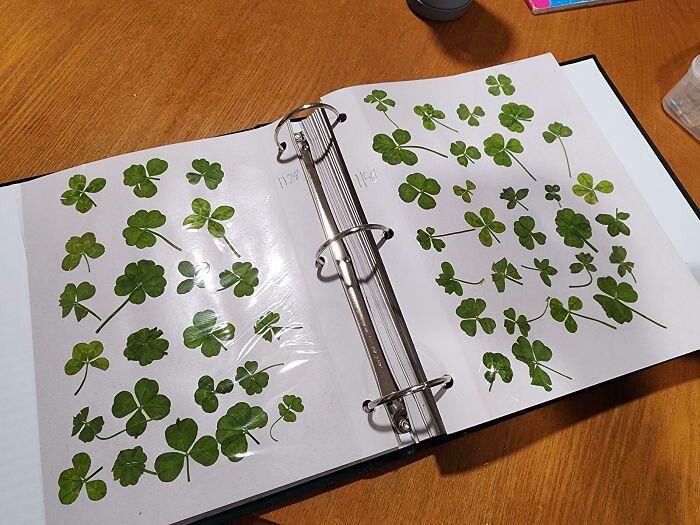 Binder open on a wooden table displaying pressed four-leaf clovers symbolizing unbelievable luck and good fortune.