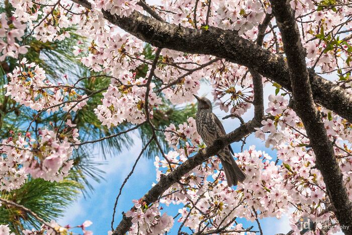 Bird perched on a cherry blossom tree branch under blue sky capturing amazing luck in nature's beauty.