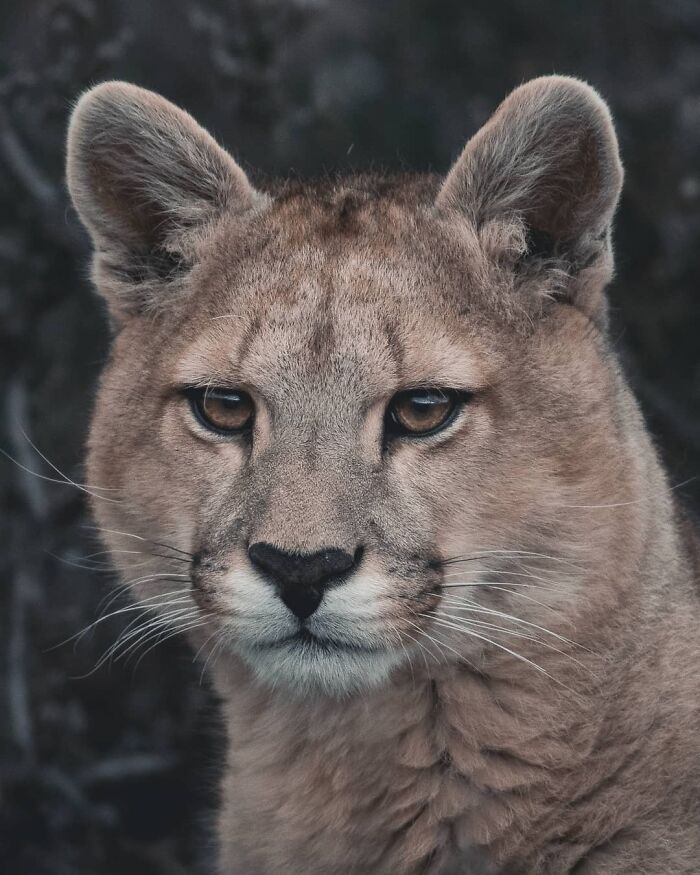 Close-up of a puma with intense eyes in a natural setting, showcasing breathtaking wildlife photography by Jürgen Schulmeister.
