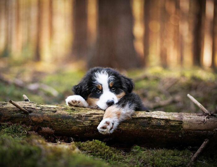 Adorable dog puppy resting on a log in a forest setting, one of the best dog photos shared by the community.