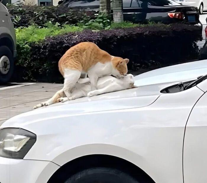 Two cats in a weird and funny pose lying on a car hood in an outdoor parking area among other vehicles.