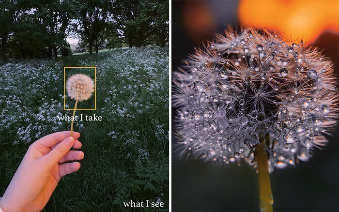 Dandelion held in hand with wide field view versus close-up shot capturing water droplets, showcasing photographer’s perfect shot technique.