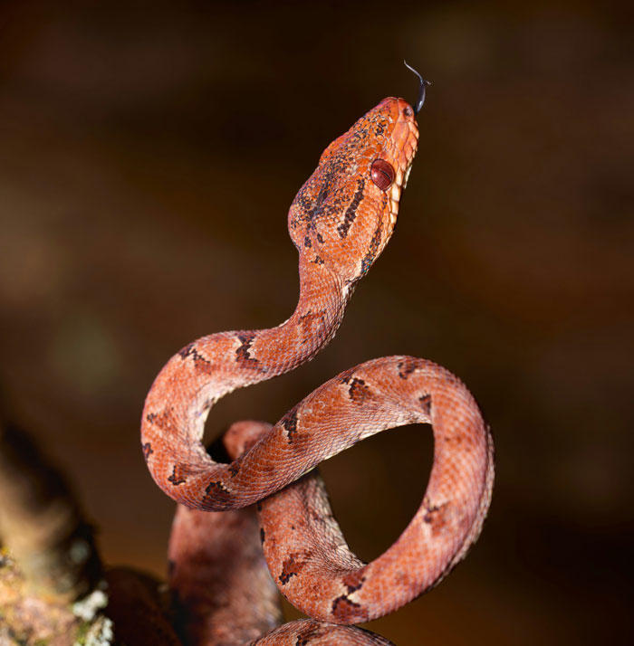 Close-up of a wild snake with detailed scales and tongue flicking, illustrating wild things people say they've seen.