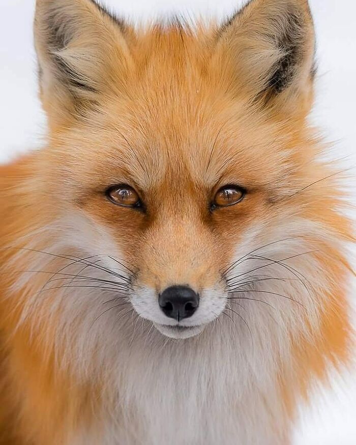 Close-up of a red fox showcasing wildlife in a stunning, unforgettable natural portrait captured by a skilled photographer.