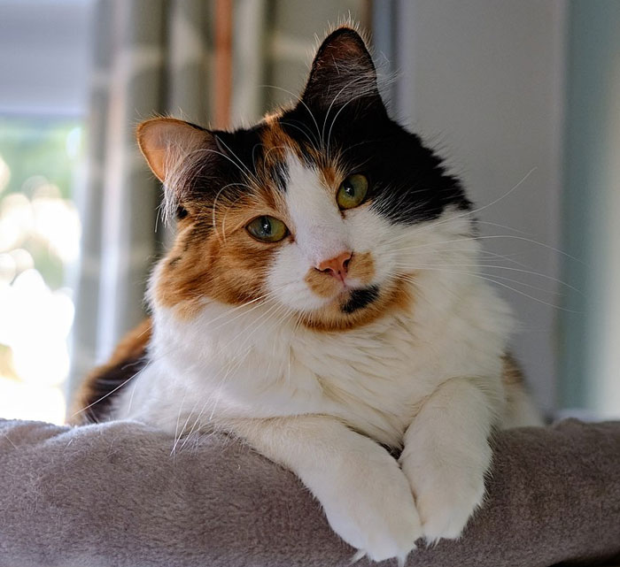 Calico cat resting indoors, illustrating a scenario related to refusing to pay a cat-sitter.