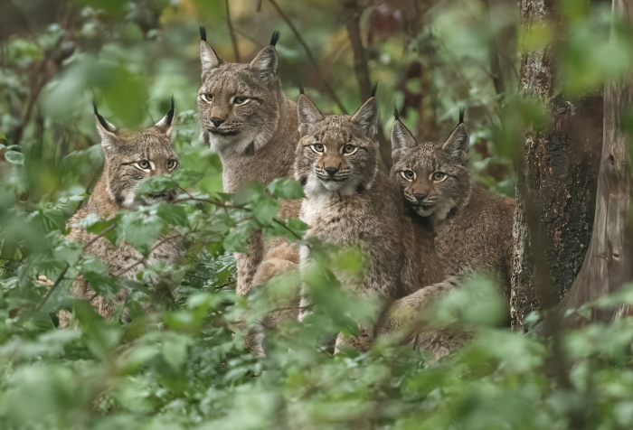 Group of Eurasian lynx resting in dense forest foliage, showcasing animals that start with E in their natural habitat. Group of Eurasian lynx resting in dense forest foliage, showcasing animals that start with E in their natural habitat.