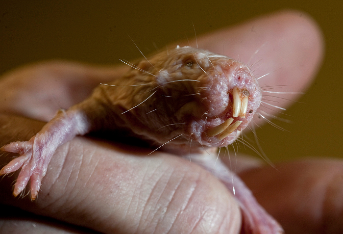 Close-up of a naked mole-rat with large teeth and whiskers held gently in a human hand, showcasing unusual animals that start with N.