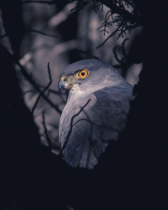 Close-up of a bird of prey with piercing yellow eyes surrounded by dark branches in a wildlife photograph.