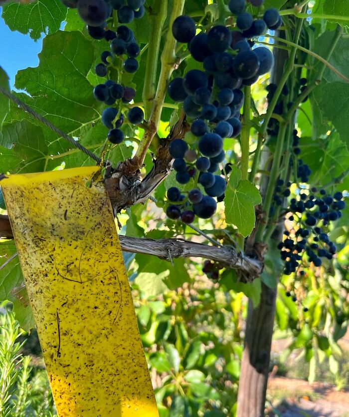 Yellow sticky trap hanging among grapevine leaves and ripe grapes, showcasing gardening tools and decor for outdoor oasis vibes.