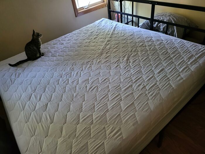 Cat sitting on a neatly made bed in a bright bedroom highlighting popular Prime Day home deals.