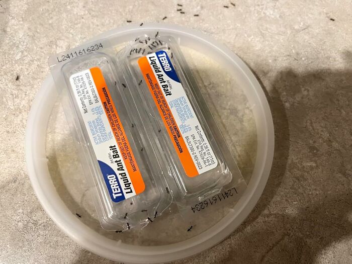Ant bait containers attracting ants on a plate against a textured countertop, a clever way to fix pest glitches.