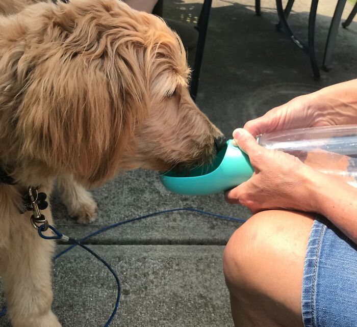 Golden retriever drinking water from a portable dog bottle bowl, showing designers understood hyper specific life issues.