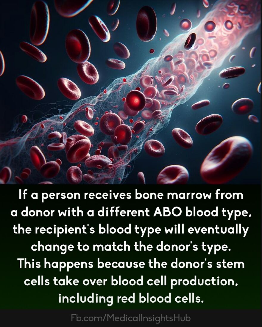 Red blood cells flowing through a vein, illustrating curious medical facts about blood and human biology.