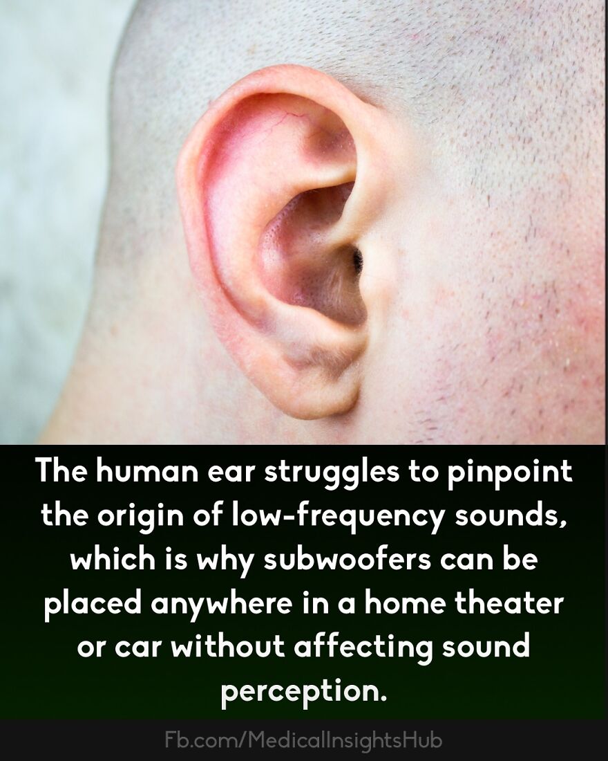 Close-up of a human ear illustrating curious medical facts related to fingers containing no muscles and sound perception.