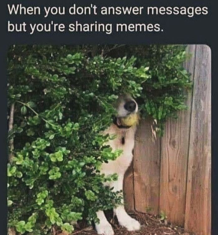Dog hiding in bushes with text about not answering messages but sharing memes, illustrating everyday life as an introvert.