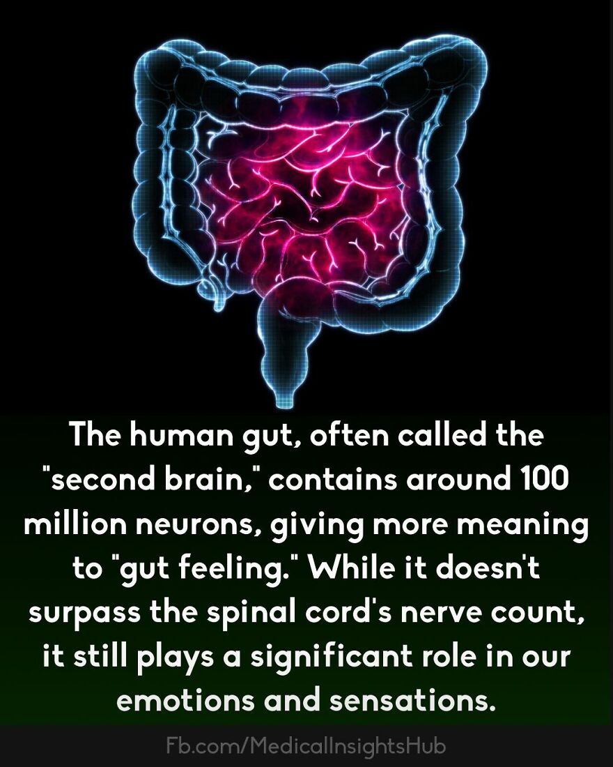 Illustration of the human gut highlighting neurons, related to curious medical facts about fingers containing no muscles.