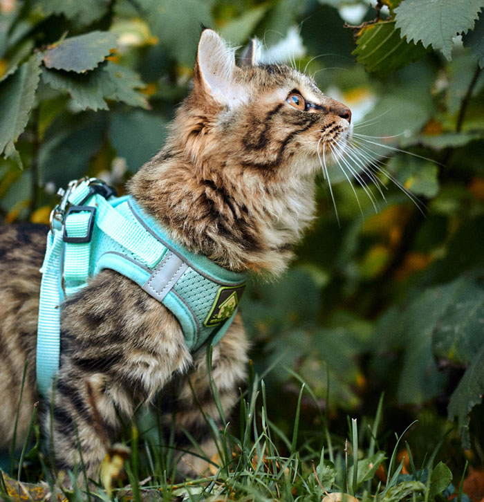 Tabby cat wearing a harness outside in grass, relevant to the topic of refusing to pay a cat-sitter services.