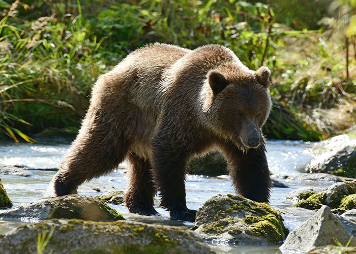Brown bear standing on rocks in a stream surrounded by green foliage, illustrating creepy facts that might get stuck in your brain.