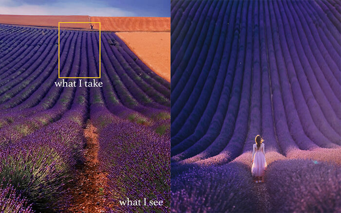 Lavender field shown in wide view versus the perfect shot captured by the photographer for the ideal composition.