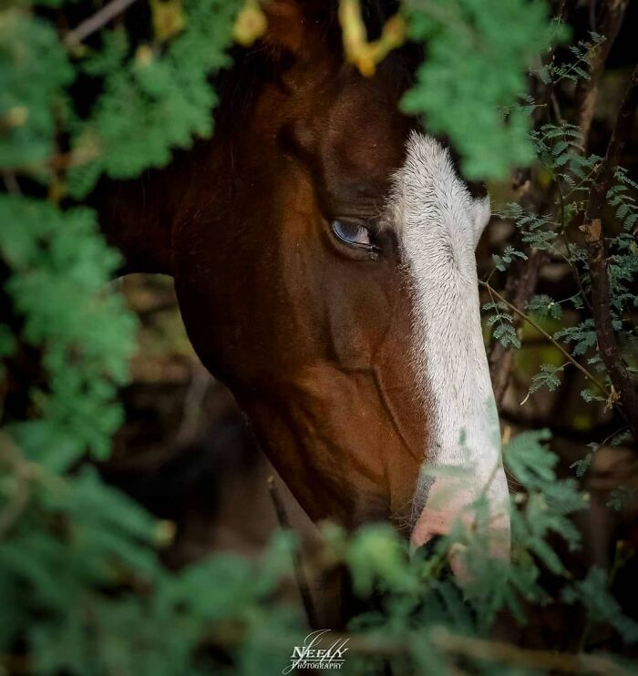 Close-up of a horse partially hidden behind green foliage, capturing an unforgettable wildlife moment in nature.