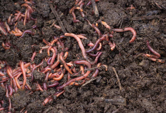 Earthworms in moist soil habitat, one of the common animals that start with E found worldwide. Earthworms in moist soil habitat, one of the common animals that start with E found worldwide.
