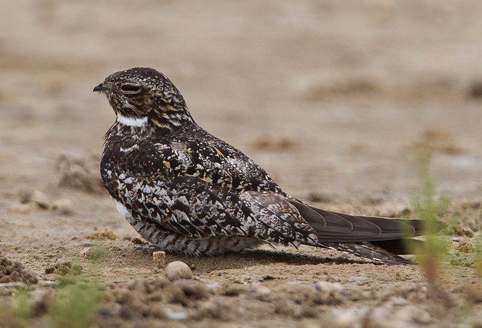 Nightjar bird resting on sandy ground, one of the unique animals that start with N in a natural habitat.