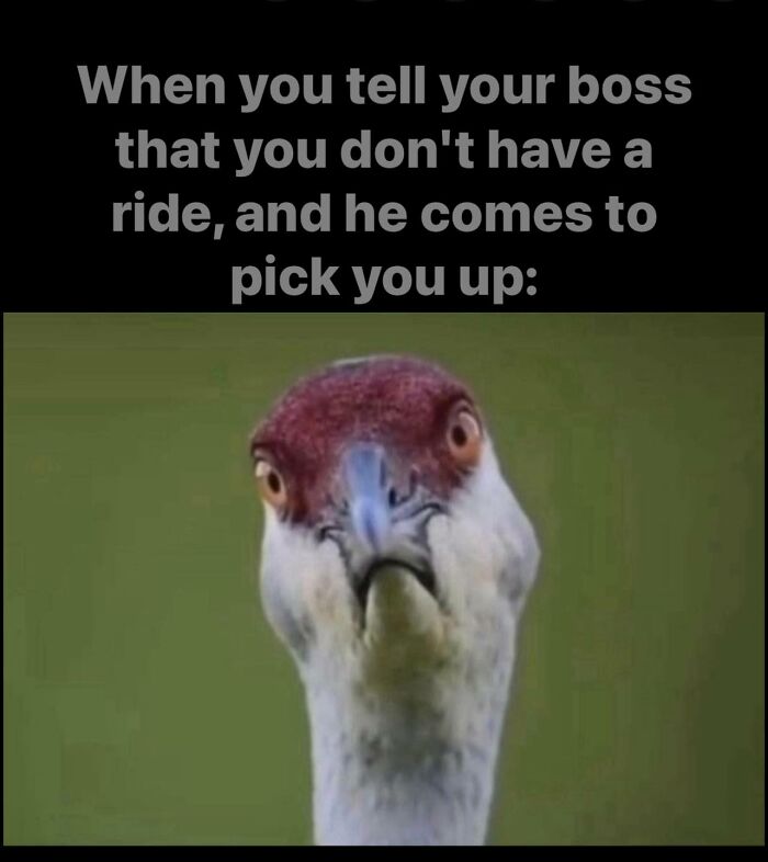 Funny work meme showing a surprised bird face with caption about boss picking you up when you don’t have a ride.