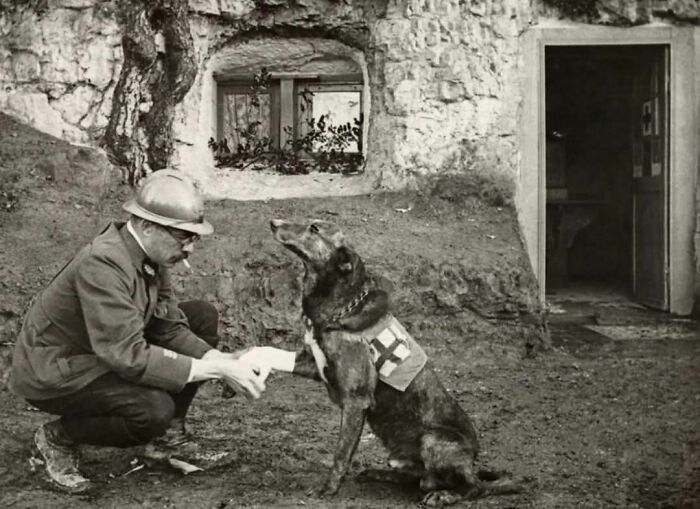 Historical photo of a soldier tending to a medic dog outside a trench during wartime.