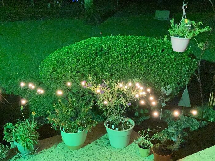 Potted plants on a patio at night with decorative string lights glowing, showcasing unique finds for a perfect setup.