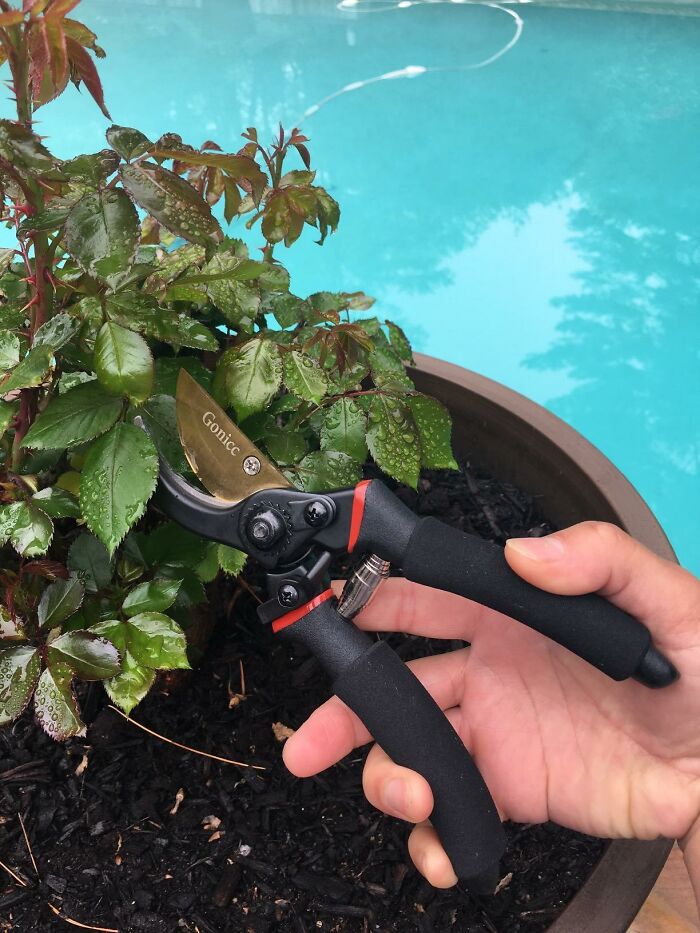 Black-handled gardening pruners cutting wet leafy plant near a pool, showcasing essential gardening tools for outdoor oasis vibes.