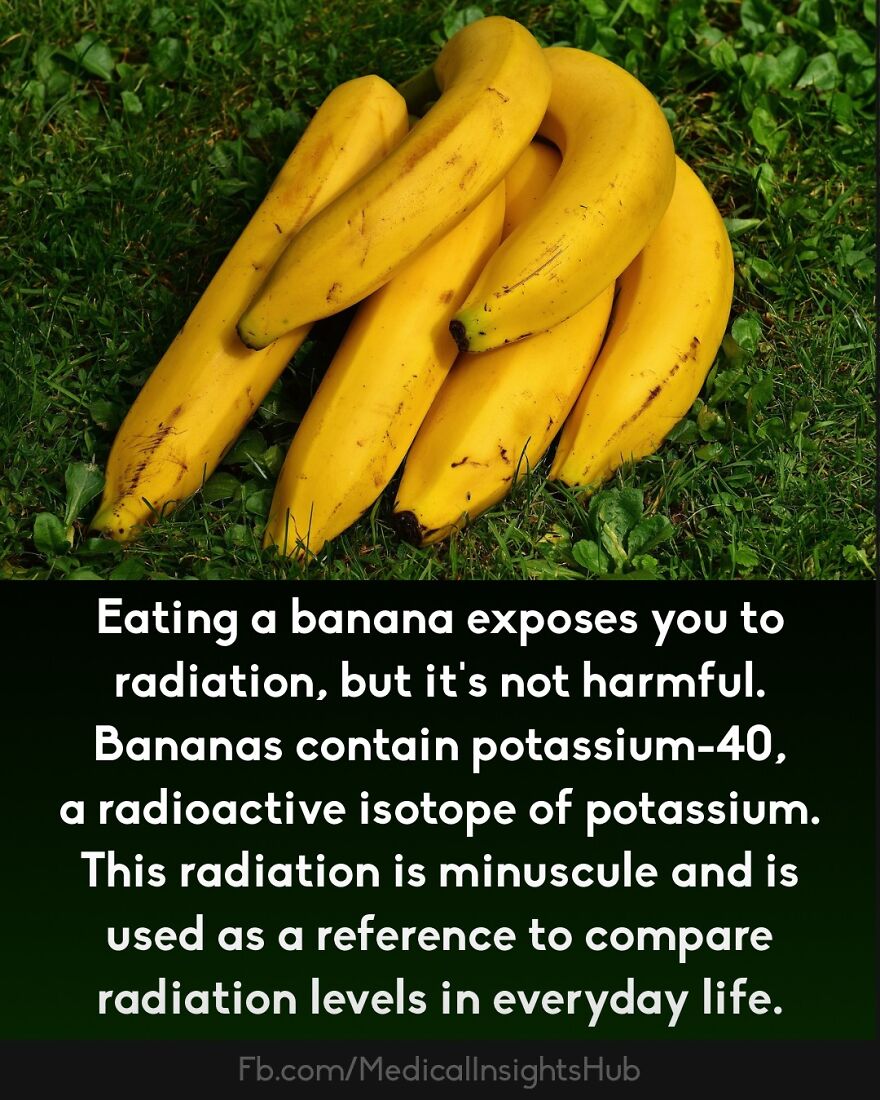 Bananas contain potassium-40, a radioactive isotope, exposing you to tiny radiation—fingers contain no muscles medical fact.