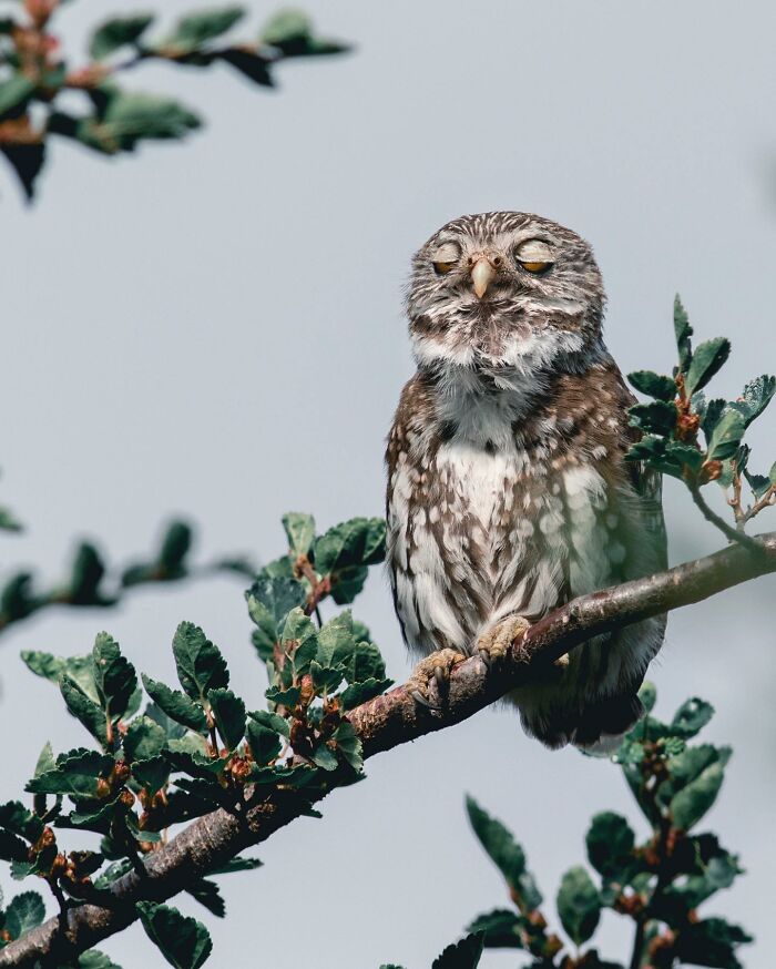 Small owl perched on a tree branch surrounded by green leaves, captured in stunning wildlife photography.