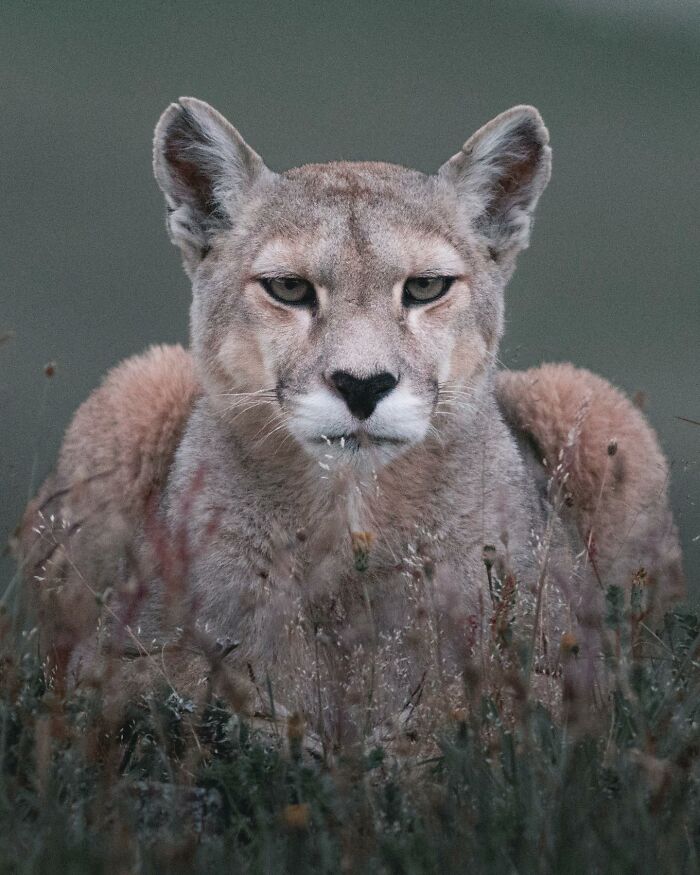 Cougar resting in tall grass, showcasing wildlife in a powerful and serene natural setting by Jürgen Schulmeister.