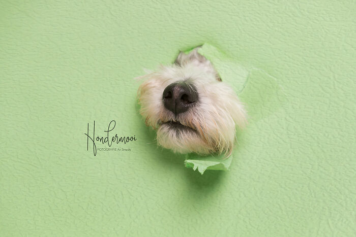 Close-up of a fluffy dog’s nose and snout poking through torn green paper in a creative dog photo.