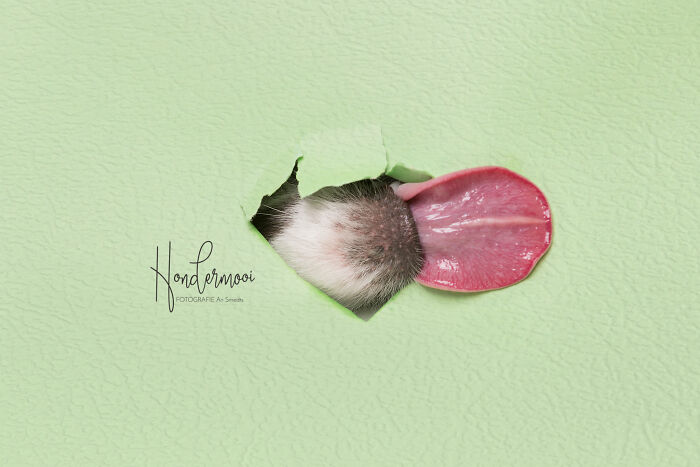 Dog nose and tongue poking through a hole in pale green wall in a creative dog photo shared by community.