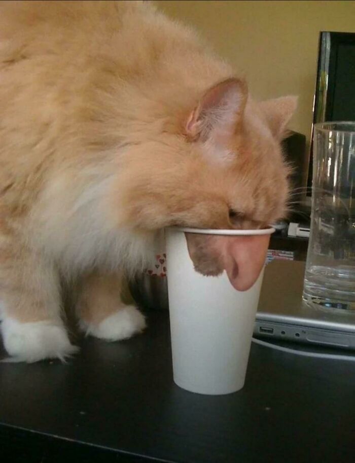 Fluffy orange cat with its head stuck inside a paper cup in a weird animal photo on a black table.