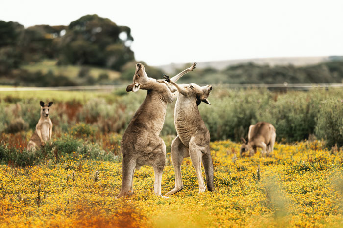 Two kangaroos fighting in a field of yellow flowers, a wild scene in one of the scariest places around the world.
