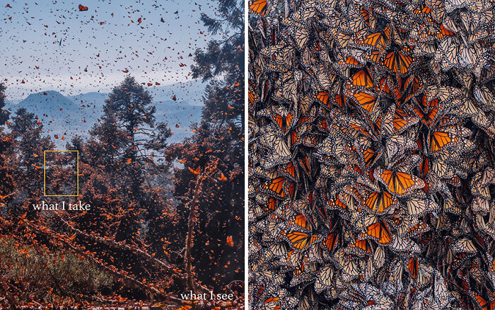 A comparison showing what a photographer sees with many butterflies and what the shot actually captures in detail.
