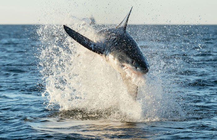 Great white shark breaching out of the water, illustrating wild things people say they’ve seen at sea.