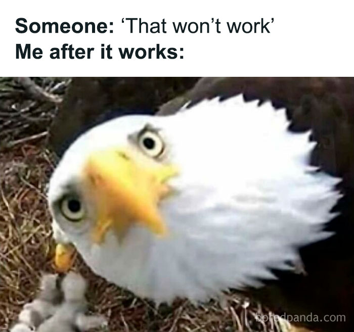 Close-up of a confused eagle with text meme, part of funny memes to help forget a hard day.