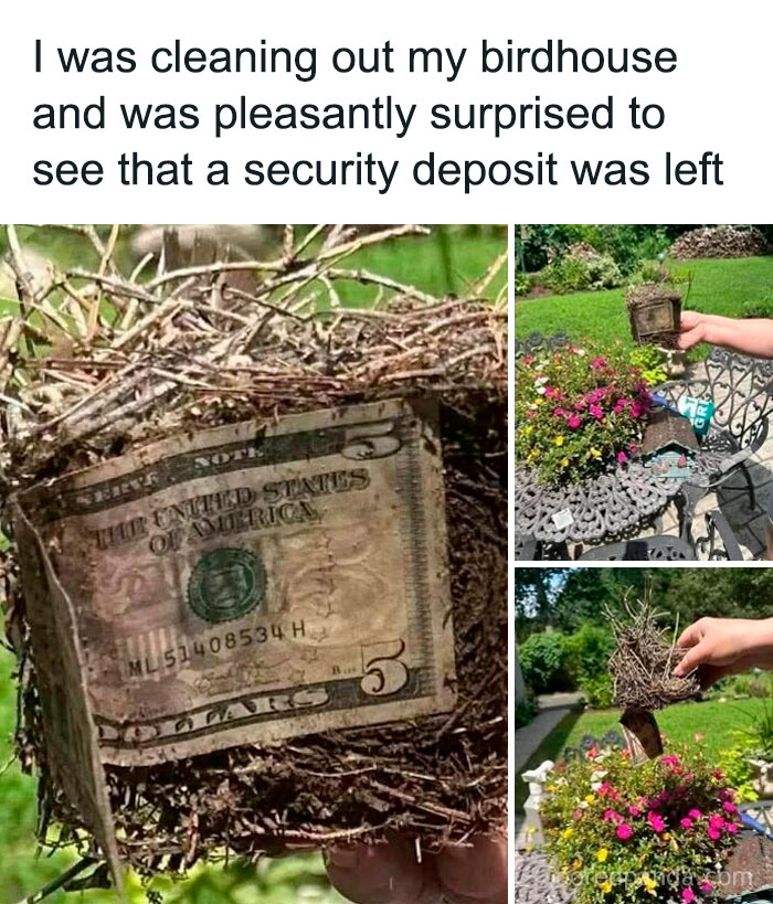 Funny meme showing a birdhouse made of twigs with a five-dollar bill as a security deposit inside.