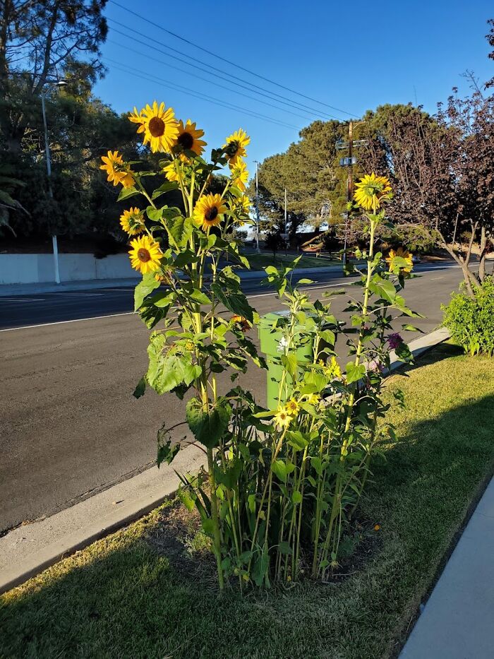 Tall sunflowers blooming beside a suburban street, capturing gardening tools and decor outdoor oasis vibes.