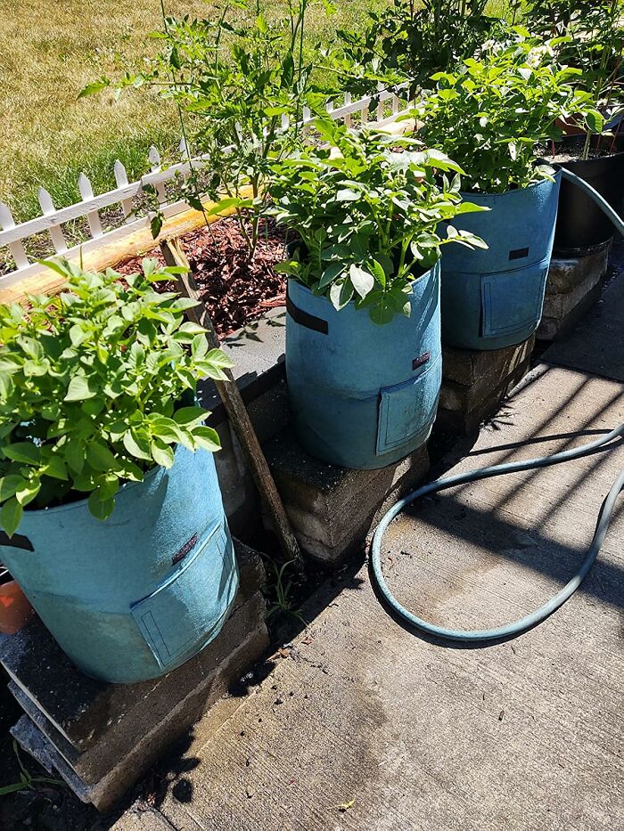 Blue fabric gardening bags with plants sit on cinder blocks along a sunny concrete patio with a garden hose nearby.
