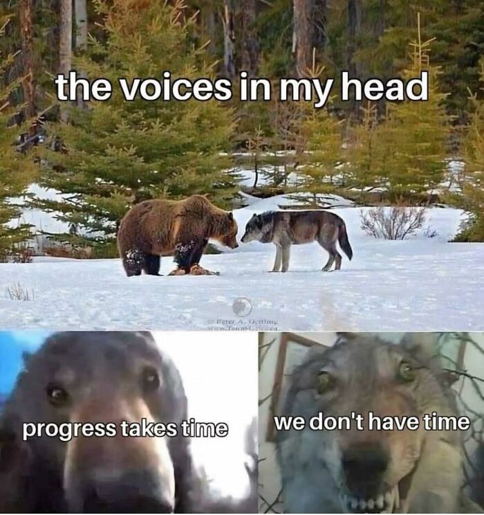 Meme featuring a bear and wolf illustrating relatable inner voices with captions about progress and time pressure.