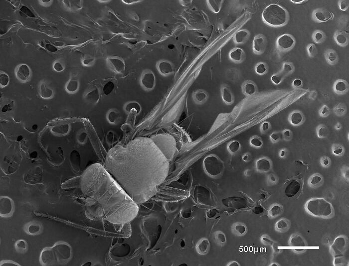 Microscopic image of a winged insect on a textured surface showing intricate details and patterns in high magnification.