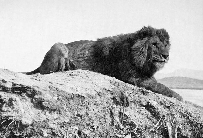 Black and white image of an extinct animal, a lion, resting on a rocky terrain in the wild.